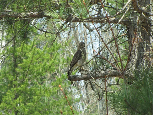 Aguililla ala ancha, Buteo platypterus, posada en una rama