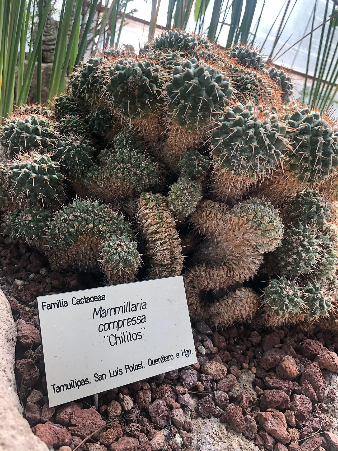 Cactáceas en el Jardín Botánico El Charco del Ingenio